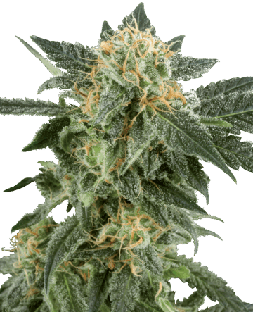 Snow Ryder Automatic Seeds by White Label