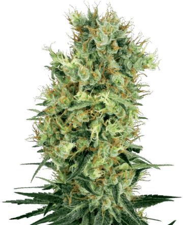 Cali Orange Bud Regular Seeds by White Label