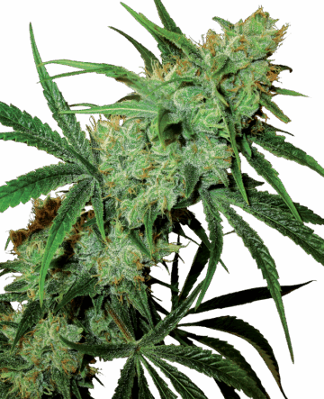 Fruity Juice Regular Seeds