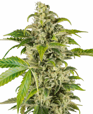Sweet & Sour Cream Automatic Seeds