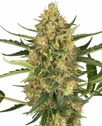 Blueberry Bubblegum Automatic Seeds