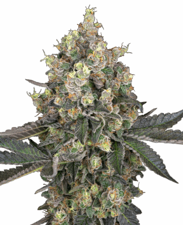 Sweet Berry Breeze Feminized Seeds by White Label