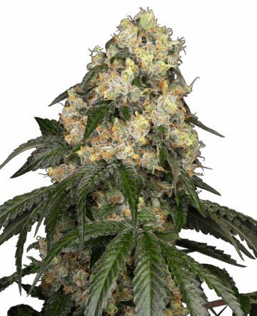 White Biscotti OG XXL Feminized Seeds by White Label