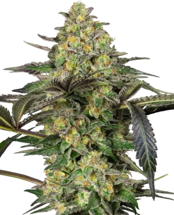 Grapevine Candy Feminized Seeds