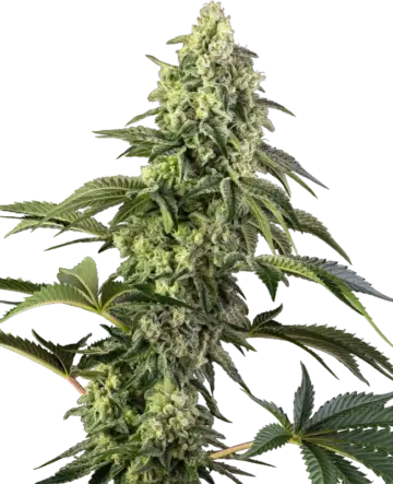 Cosmic Kiss Feminized Seeds