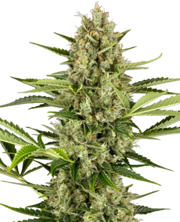 Jack Herer Automatic Seeds
