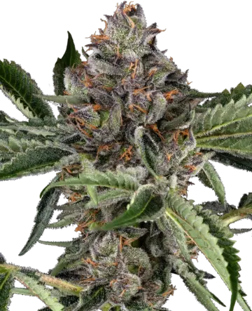 Papaya Jealousy Feminized Seeds