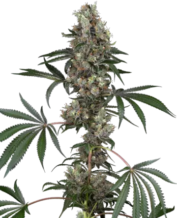 Chemberries Feminized Seeds