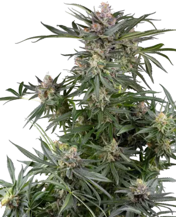 Dosimosa Feminized Seeds