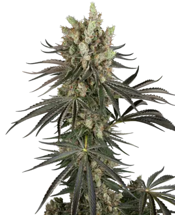 Slam Dank Feminized Seeds
