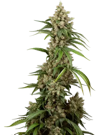 Big Berry Boom Boom Feminized Seeds