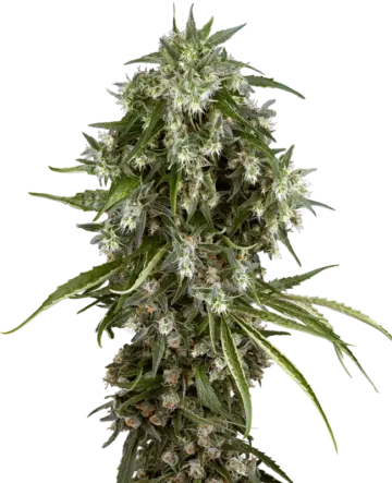 Pineapple Jack Feminized Seeds