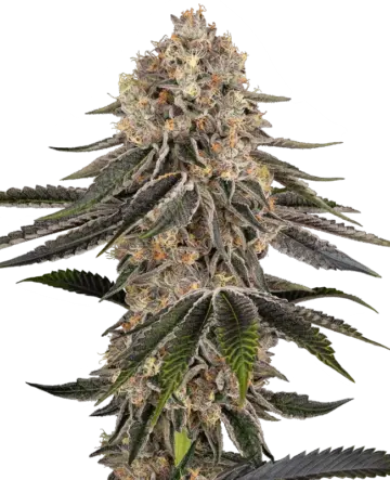White Orangutan Feminized Seeds
