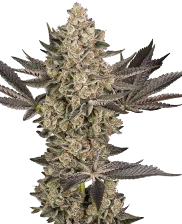 Tropical Butter Sauce Automatic Seeds