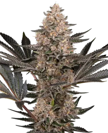 Karate Kid Feminized Seeds