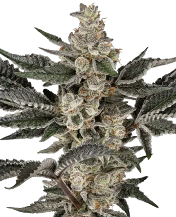 Gremlin's Breath Feminized Seeds