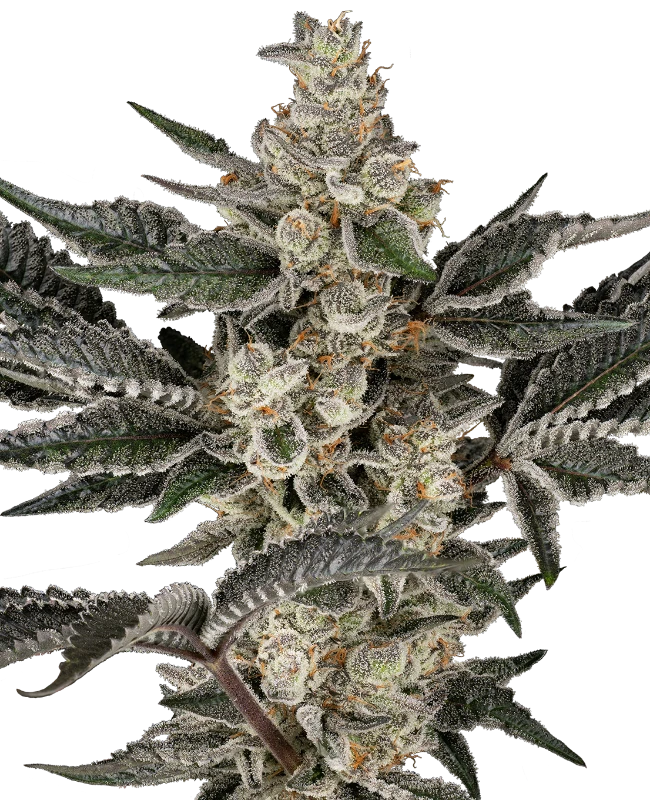Gremlin's Breath Feminized Seeds