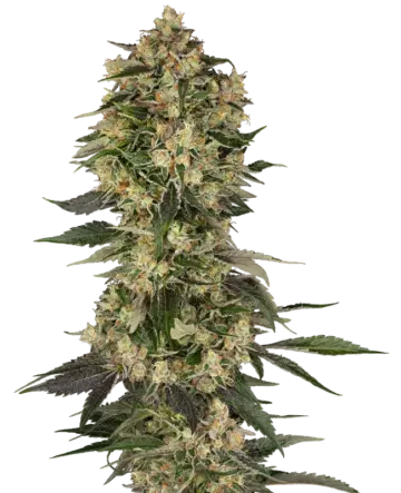 Cobra Hai Feminized Seeds