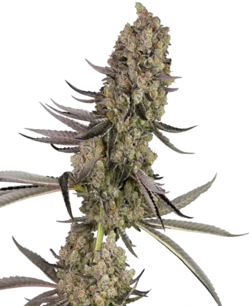 Vlad the Inhaler Feminized Seeds
