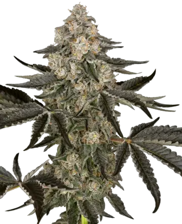 Sauvignon Blanc Automatic Seeds