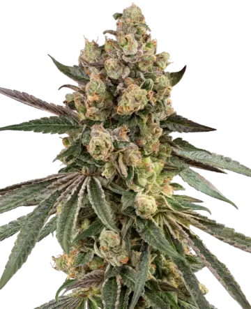 Caramel Pineapple Feminized