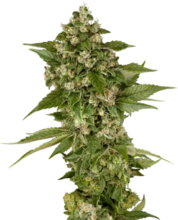 Studio Candy Feminized