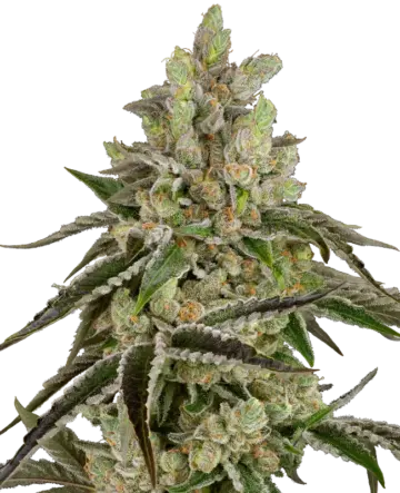 B-Funk Feminized