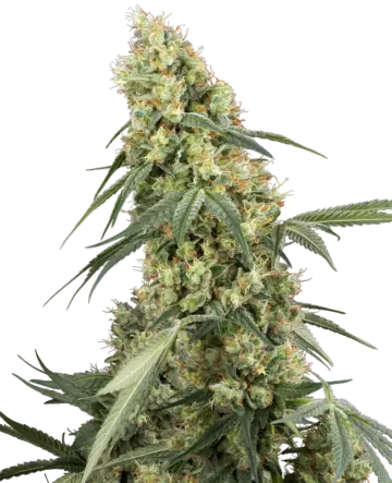 Dough Boy Feminized Seeds