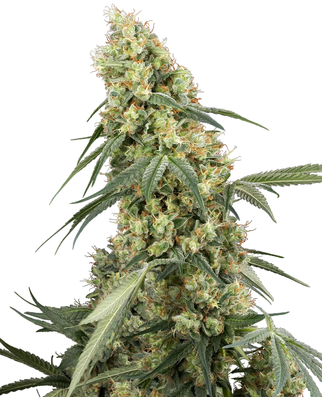 Dough Boy Feminized Seeds