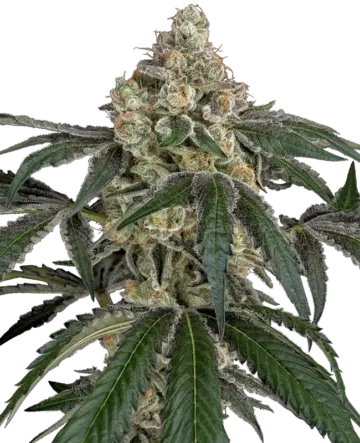 Cereal Killa Feminized Seeds