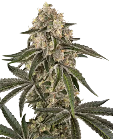 Sunset Peach Feminized Seeds