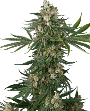 Fallout OG Feminized Seeds