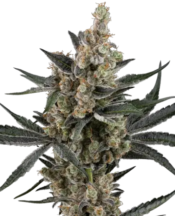 Banana Cake Pop Feminized Seeds