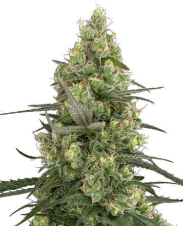 Grease Slapper Feminized Seeds