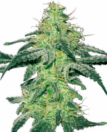 White Skunk Feminized Seeds by White Label