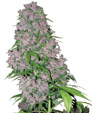 Purple Bud Feminized Seeds by White Label