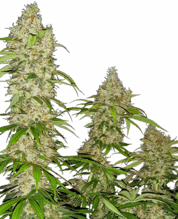 Banana Kush Cake Feminized Seeds