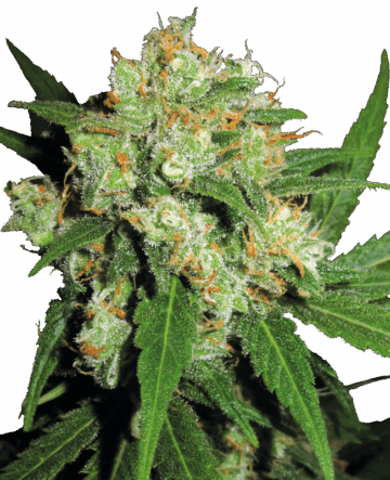 Sensi Skunk Feminized Seeds