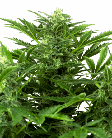 Mandarin Punch Automatic Seeds