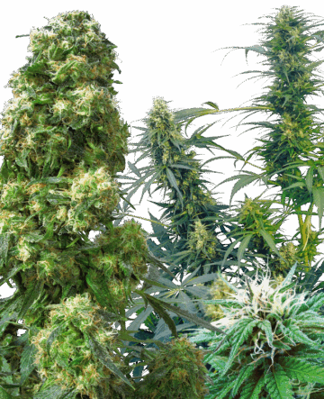 Outdoor Mix Regular Seeds