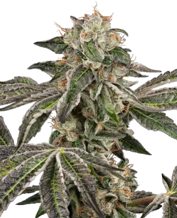 Runtz Automatic Seeds