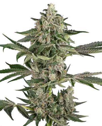 Bad Apple Feminized Seeds