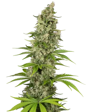 Béluga Blanc Feminized Seeds