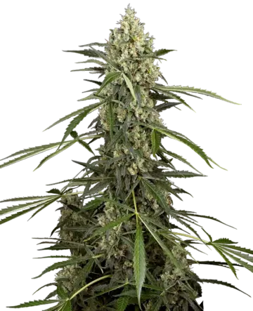 Sensi Supreme Skunk Automatic Seeds