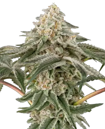 Black Lily Feminized Seeds