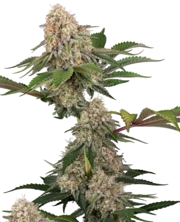 Sticky Berry Mints XXL Feminized Seeds