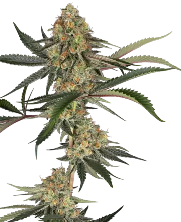 Super Lemon Cherry Feminized Seeds