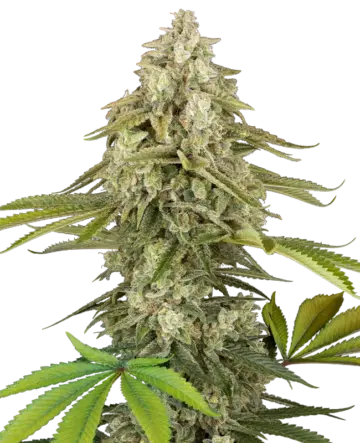 Tangie Jungle Juice Feminized Seeds