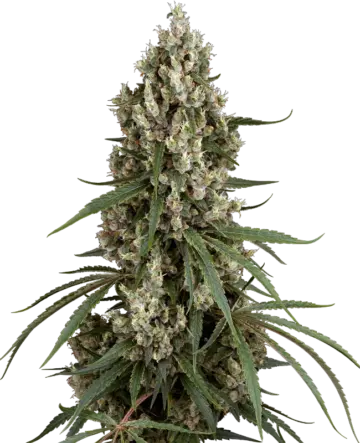 High School Reunion Feminized Seeds