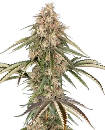 Garlic Gas Feminized Seeds